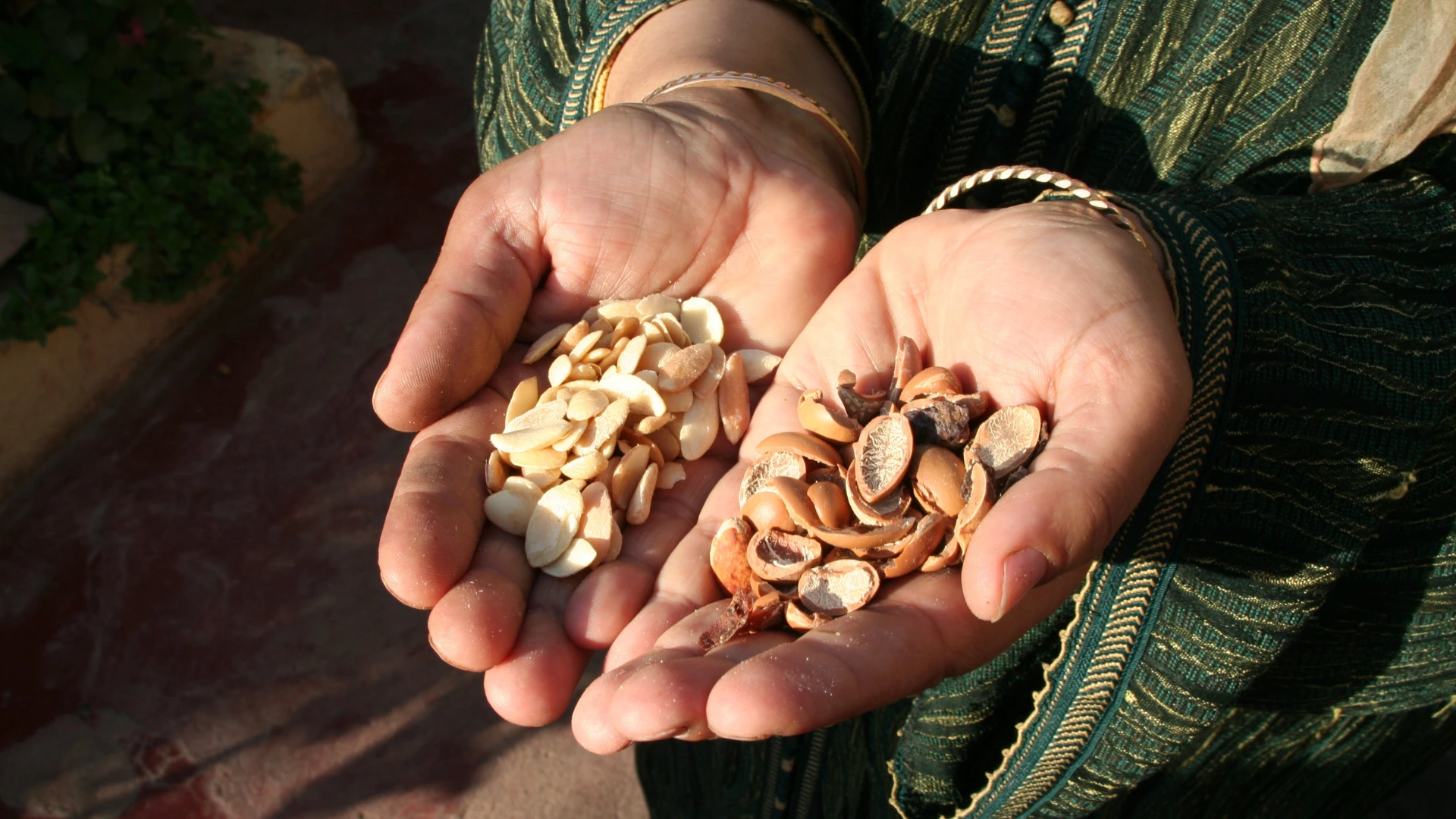 Coopérative Arganeraie : L'Or Liquide du Maroc au Féminin